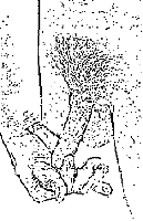 mb_length2